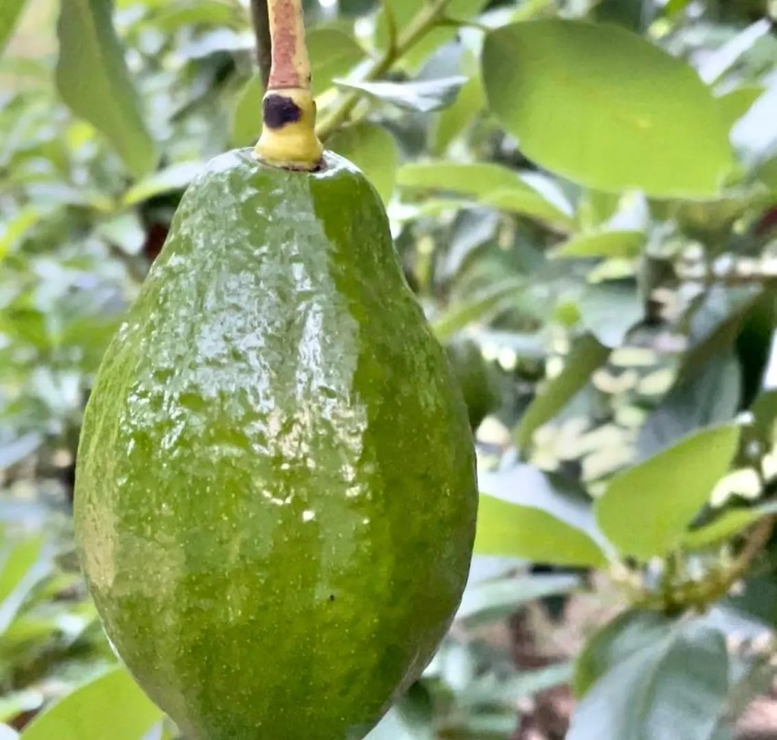 营地 Treehouse Waterfalls El Limon D-03 多米尼加共和国